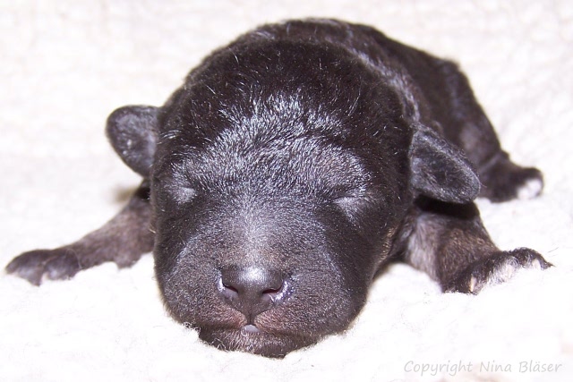 Arc-en-ciel Arlequin 19012008 (3).JPG